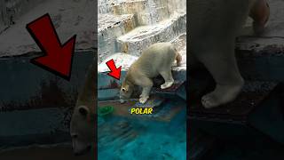 Polar Bear Diving Into The Water shortsvideo [upl. by Pattani717]