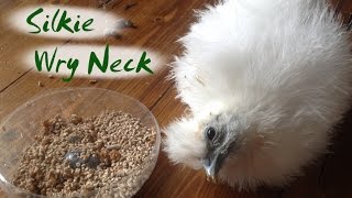 Silkie Chick with Wry Neck  Treating Torticollis [upl. by Cindie]