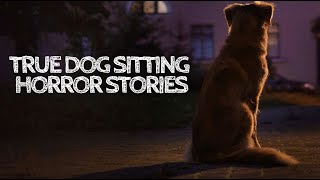 3 True Dog Sitting Horror Stories With Rain Sounds [upl. by Fellner]