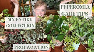 Peperomia Collection Tour and Care Guide [upl. by Livesay]