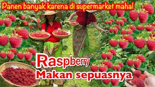 PANEN BUAH RASPBERRY MAKAN SEPUASNYA [upl. by Ardyth997]