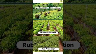 Meaning of Plantation Farming  Plantation Crops  Types of farming shorts upsc geography [upl. by Gregorius]