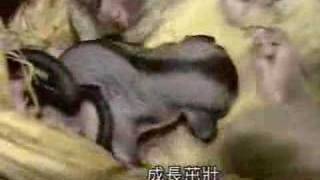 就是愛寵物  口袋怪獸蜜袋鼯SUGAR GLIDER [upl. by Lissner]