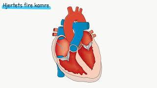 Kredsløbet Hjertets opbygning [upl. by Norman]