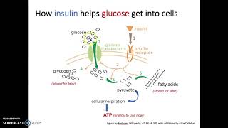 Glucose Regulation and Utilization [upl. by Wistrup]