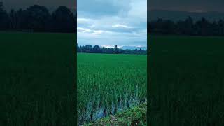 Rice field ricefield nature ricefieldsound riceland agriculture riceterrace farmer ricefarm [upl. by Silvano]