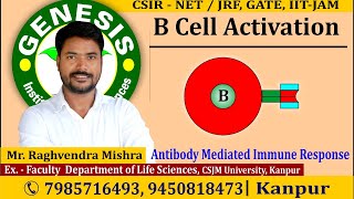 Thymus Dependent BCell Activation  CSIR NETJRF  GATE  Life science  biotechnology  ICMR [upl. by Eeneg614]