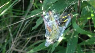 Amazingly Fast Argiope Garden Spider [upl. by Wilow]