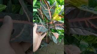 variegated croton  petra croton  Shambhu Nursery  Croton plant care [upl. by Bough940]