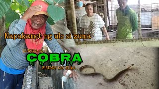 Napakamot ng ulo si zuma sa LUNGGA ng COBRA  ZUMA HARING AHAS [upl. by Aiseneg219]