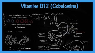 Vitamina B12 Cobalamina  Fisiología metabolismo y deficiencia [upl. by Parthinia31]