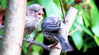 House Finch Fledglings [upl. by Yrbua]