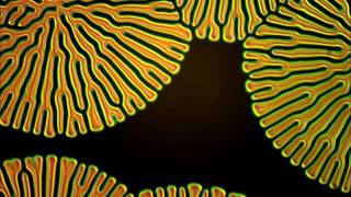 Fingerprint texture in chiral nematic liquid crystal [upl. by Ahsimak]