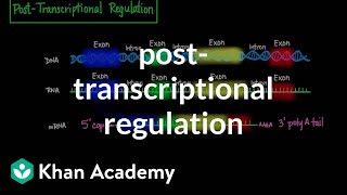 Posttranscriptional regulation  Biomolecules  MCAT  Khan Academy [upl. by Ivor]