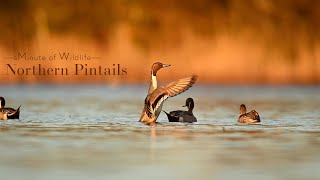 A Minute of Wildlife  Northern Pintails [upl. by Akenaj]