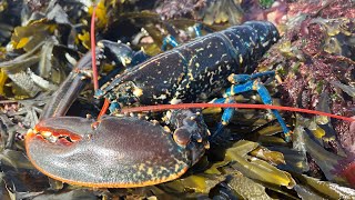 Coastal Foraging amp Rockpooling in ROUGH WEATHER  Lobster Crabs and Sea Creatures  The Fish Locker [upl. by Cerracchio]