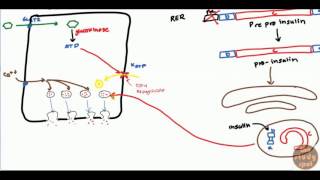 Diabetes Mellitus Type 2 for USMLE Step 1 and USMLE Step 2 [upl. by Schrick]