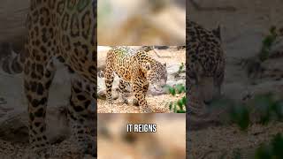 Challenges for the Jaguar  Life and Power in the Pantanal [upl. by Llerrah]