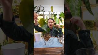 How to Rescue An Orchid From the Trash phalaenopsis orchid [upl. by Ethel]