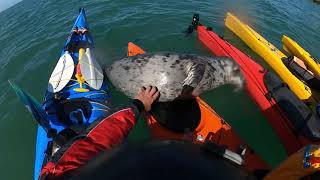 PHCC Anglesea 24 SOUTH AND NORTH STACKSEAL [upl. by Col]