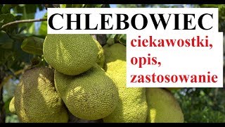 CHLEBOWIEC  ciekawostki zastosowanie [upl. by Ailev]