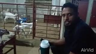 How to Do CCP Vaccine For Goat Contagious Caprine Pleuropneumonia Vaccination [upl. by Mair]