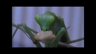 Giant Asian Preying Mantis feeding on a Waxworm [upl. by Nerol]