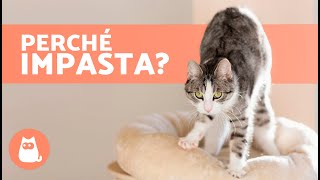 Perché il mio GATTO IMPASTA 🐱🐾  6 significati che ti sorprenderanno 🐈 [upl. by Pengelly246]