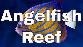 Angelfish Reef Introduction  Waterbox Aquariums Reef LX 2706  Part 1 [upl. by Ancelin870]