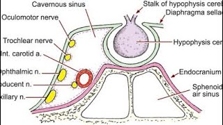 cavernous sinus anatomy [upl. by Retlaw]