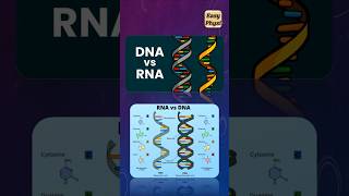 DNA vs RNA Class 10 CBSE shorts [upl. by Nodnahs]