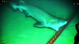 Sharks are Attacking the Internet [upl. by Gilliette]