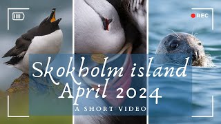 Skokholm Island April 2024  A short video  Wales [upl. by Lerraj]