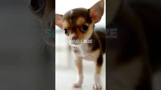 Chihuahua is the Tiniest Dog Breed 😯 [upl. by Xuaegram491]