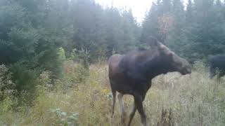 Natural Moose calls 1 [upl. by Allerie559]