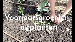 Inis Moestuin 180Voorjaarsgroenten uitplanten erwten peulen spinazie sla kool EN aardbeien [upl. by Karna]