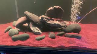 210 Gallon Bichir Aquarium [upl. by Ailisec]