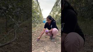 Saffron plantation in Kashmir puthettutravelvlog jelajaratheesh saffron kashmir india travel [upl. by Rodablas]