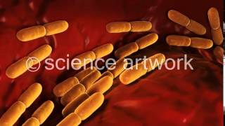 Lactobacillus Bulgaricus Bacteria stock video from science artwork [upl. by Pembrook]