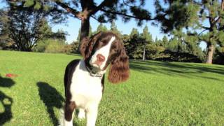 English springer Spaniel [upl. by Giana479]