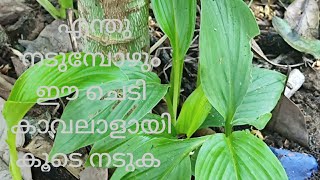 എന്തിൻ്റെയും കൂടെ ഇത് നട്ടാൽ കീടരോഗങ്ങൾ വരില്ല  namukkumkrishicheyyam [upl. by Daphne]