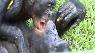 Bonobos kissing [upl. by Emmye]