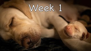 Labrador Puppies Growing Up Diary  Part 1 [upl. by Colline]