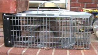 Squirrel Caught in Havahart 0745 Live Trap [upl. by Olivann]