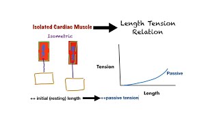 Cardio 1  Physiology  curves [upl. by Llerod209]