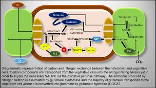 Heterocyst  Cyanobacteria  Nostoc [upl. by Roose]