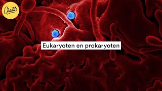 Eukaryoten en prokaryoten wat is het verschil  Mr Chadd Academy [upl. by Nyleikcaj]