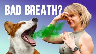 Natural remedies for a dogs smelly breath [upl. by Seravat]