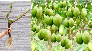 Ep3 Best Technique for Growing Guava Tree  How to Grow Guava Tree Fruits [upl. by Goldina]