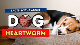 Heartworm Facts Myths and Natural Treatments [upl. by Lukasz]